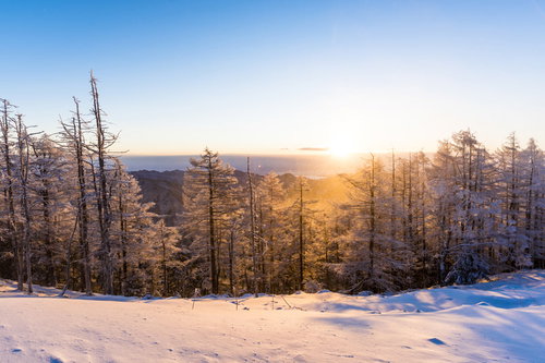 黄金色の朝日が照らす日本百名山・雲取山の雪景色と樹氷