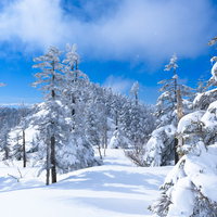 降雪直後の上州武尊山の針葉樹林と積雪、樹氷の冬山風景の写真
