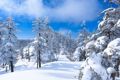降雪直後の上州武尊山の針葉樹林と積雪、樹氷の冬山風景