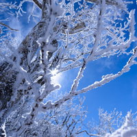 霧氷に差し込む太陽の光芒、冬の上州武尊山の写真
