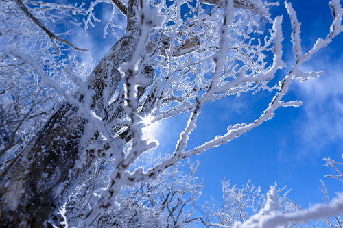 霧氷に差し込む太陽の光芒、冬の上州武尊山