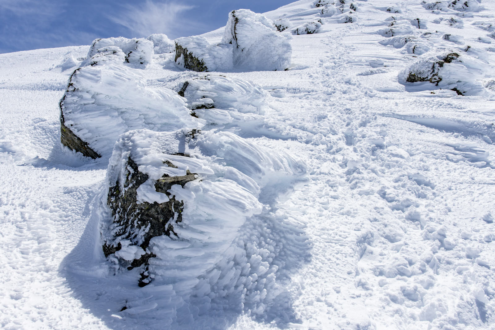 乗鞍岳の雪山で樹木に付着した白い霧氷とエビの尻尾現象