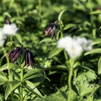 乗鞍岳畳平に咲く黒百合（クロユリ）日本百名山の高山植物の写真