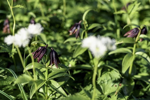 乗鞍岳畳平に咲く黒百合（クロユリ）日本百名山の高山植物