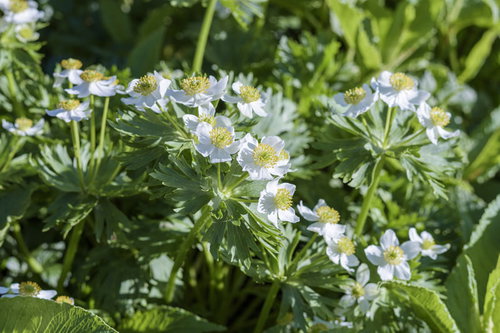 乗鞍岳畳平に咲く白山一華（ハクサンイチゲ）