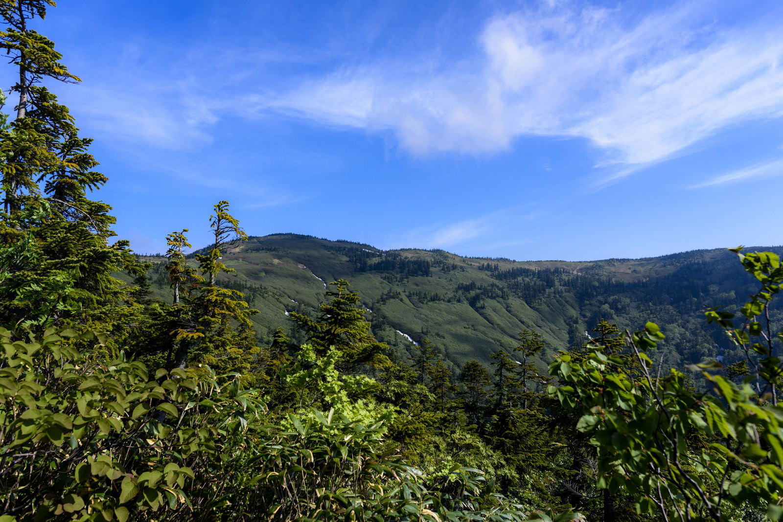 青空の下、緑豊かな木々が茂る会津駒ヶ岳の山並みを登山道から見上げた風景