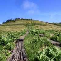 青空が映る高層湿原の木道、会津駒ヶ岳の登山道の写真