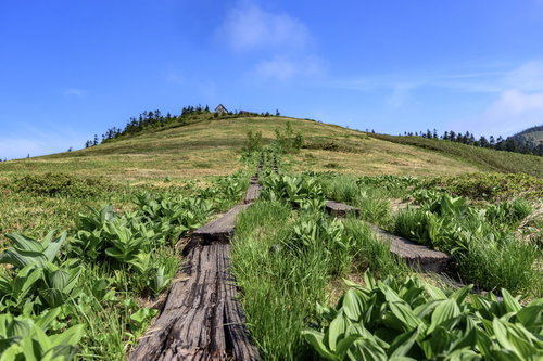 青空が映る高層湿原の木道、会津駒ヶ岳の登山道