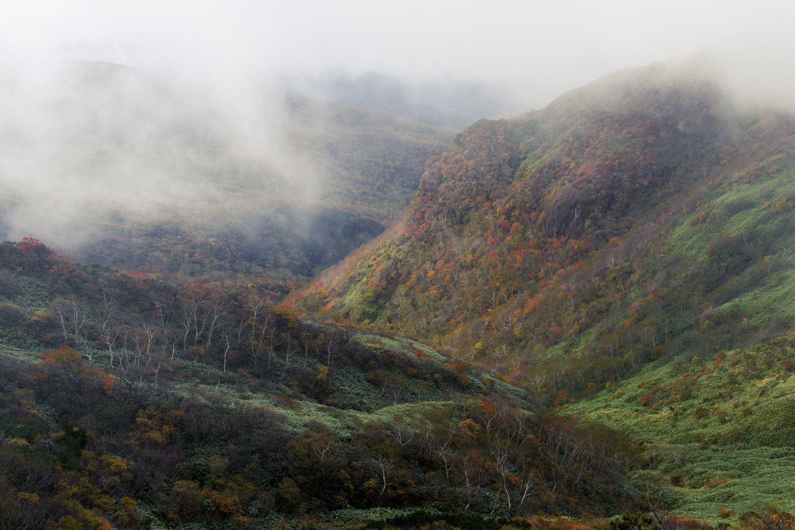 霧がかかる那須岳中腹の紅葉