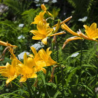 鳥海山の登山道に咲くニッコウキスゲの花々の写真