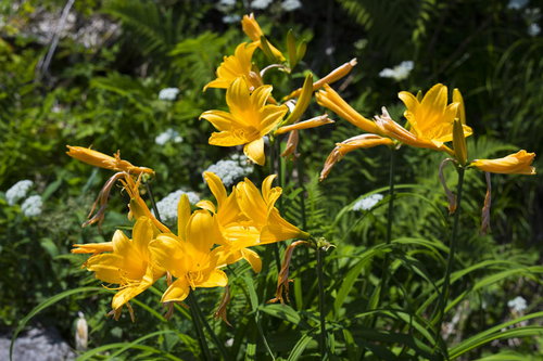鳥海山の登山道に咲くニッコウキスゲの花々