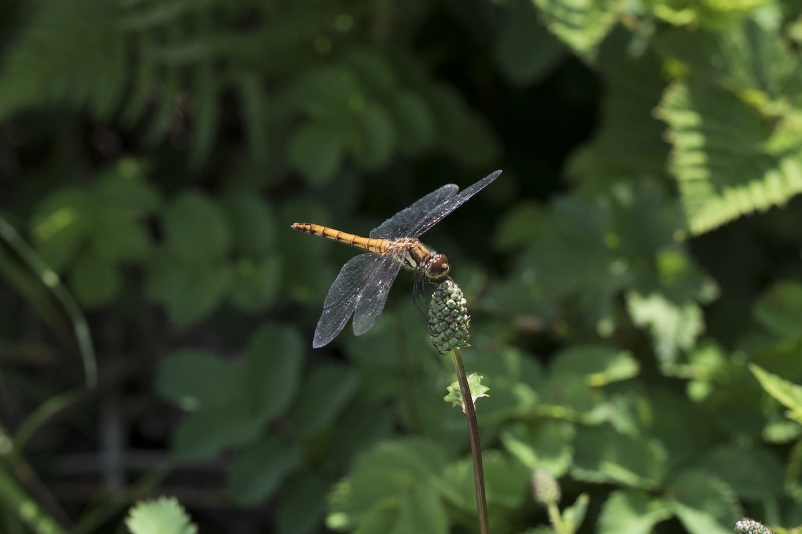 緑の葉に囲まれた枝に止まっているトンボ