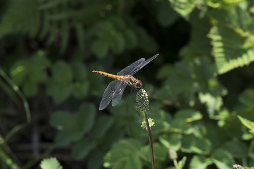 山に住むトンボの羽を広げた静止姿勢