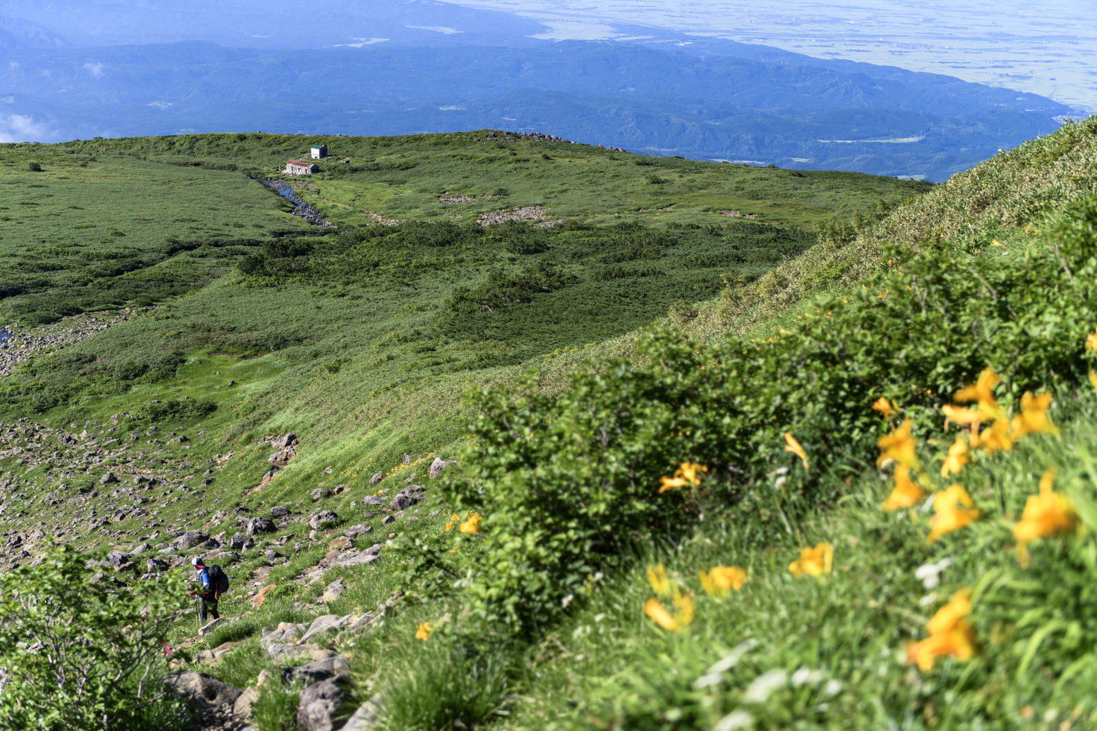 鳥海山の高原に咲く黄色いニッコウキスゲと河原宿避難小屋方面の風景