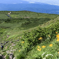 鳥海山の河原宿避難小屋方面に咲くニッコウキスゲの写真