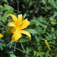 日本百名山・鳥海山に咲く黄色いニッコウキスゲの写真