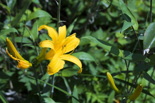 日本百名山・鳥海山に咲く黄色いニッコウキスゲ