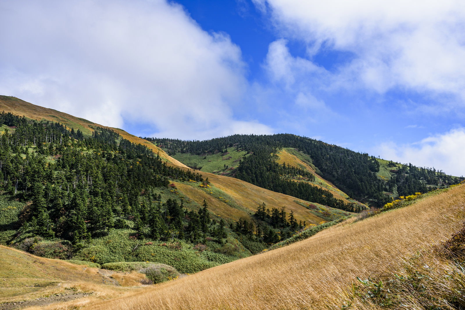 緑の森林に覆われたなだらかな丘が連なる巻機山の稜線と青空