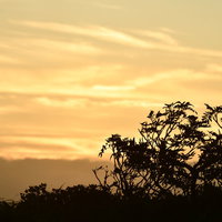 巻機山の夕景に浮かぶナナカマドのシルエットの写真