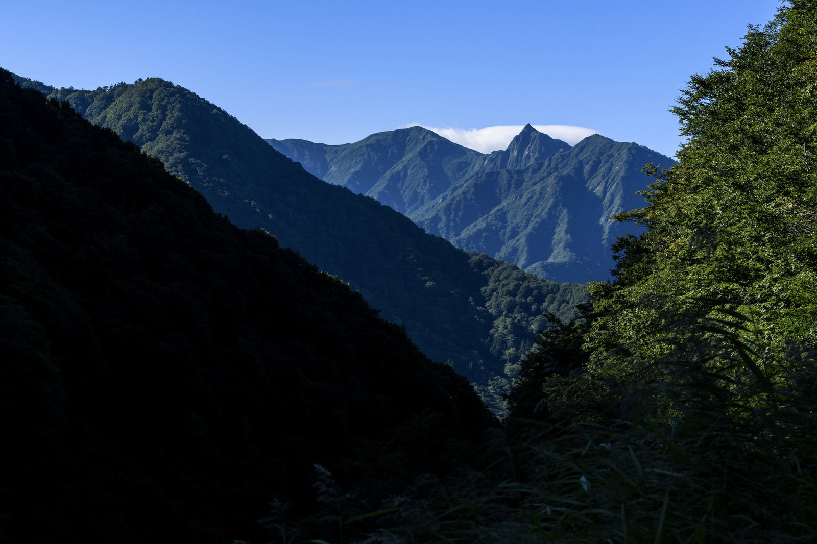 ヌクビ沢から見上げた大源太山の山景。深い谷間に緑の樹木、奥に連なる山々の稜線