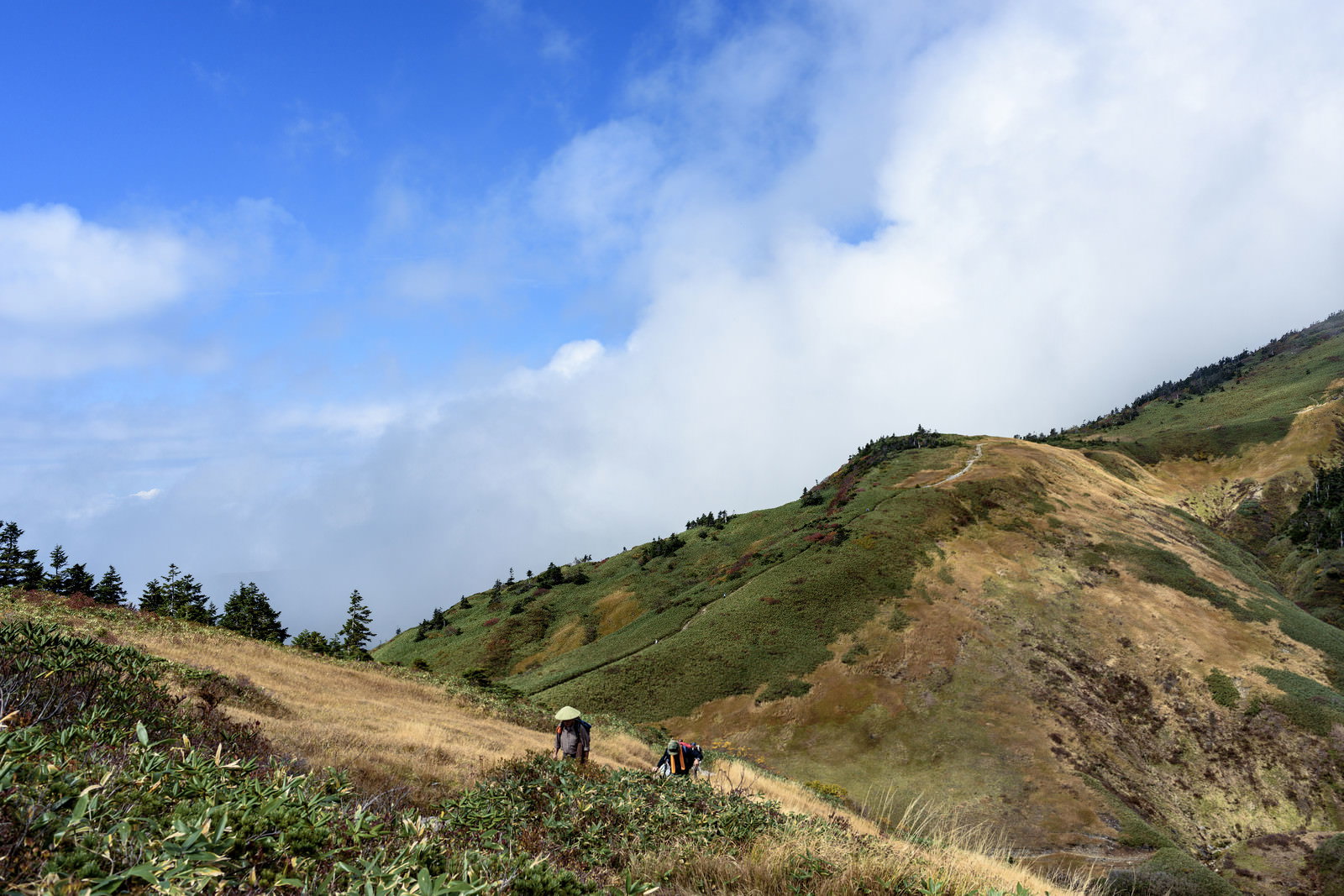 青空と雲の下、緑の草原が続く巻機山の稜線を歩く登山者