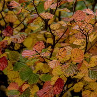 巻機山で秋に色づく低木の紅葉の写真