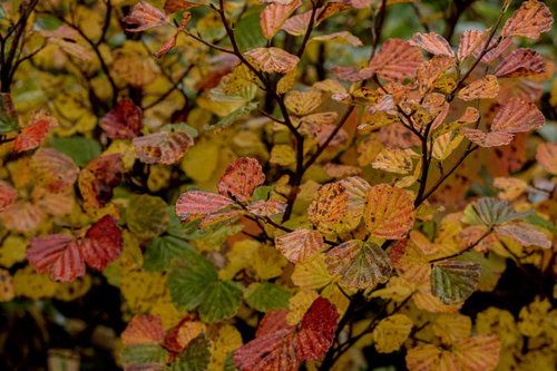 巻機山で秋に色づく低木の紅葉