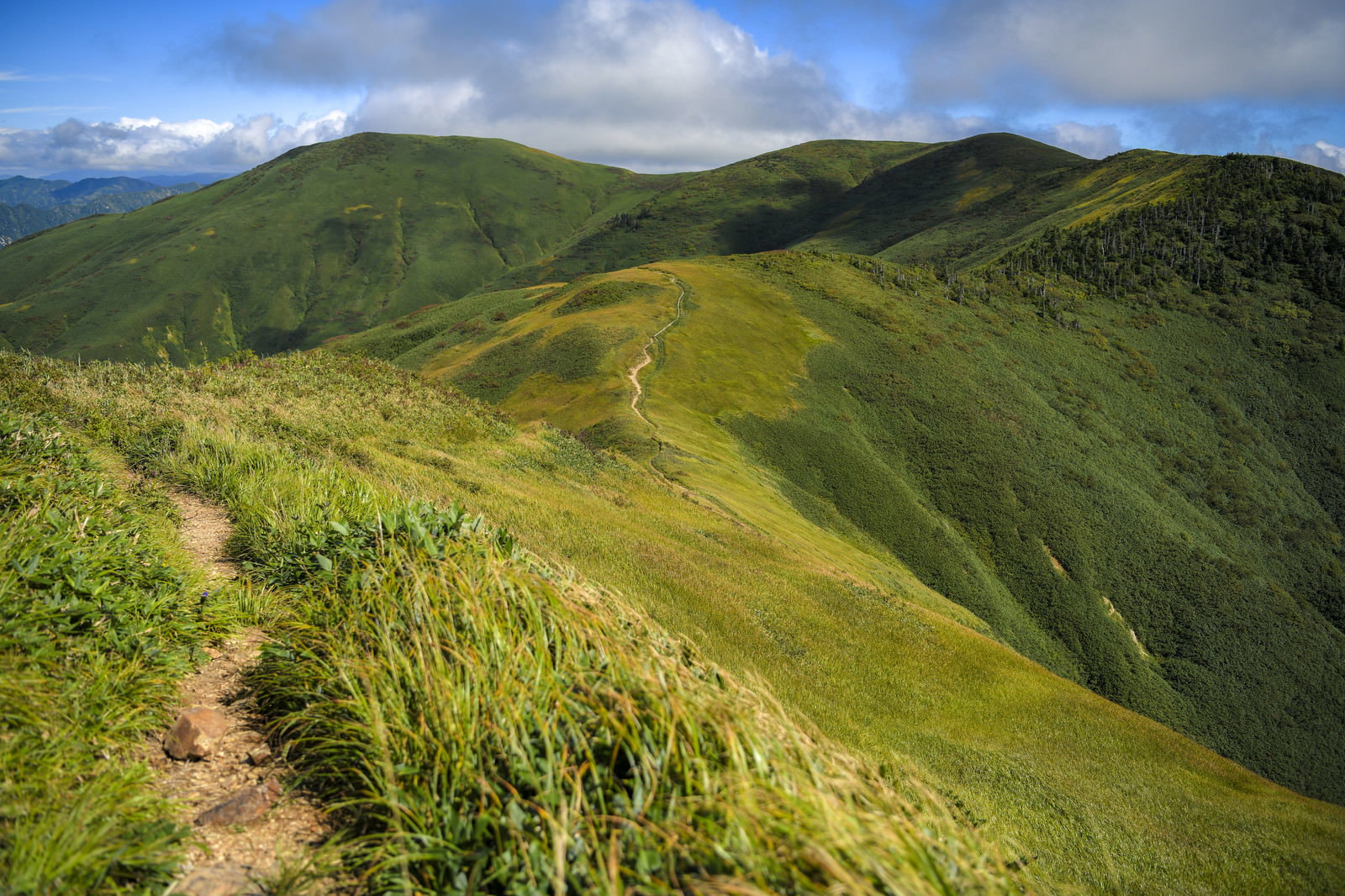 緑の山並みが連なる割引山から巻機山への稜線と登山道