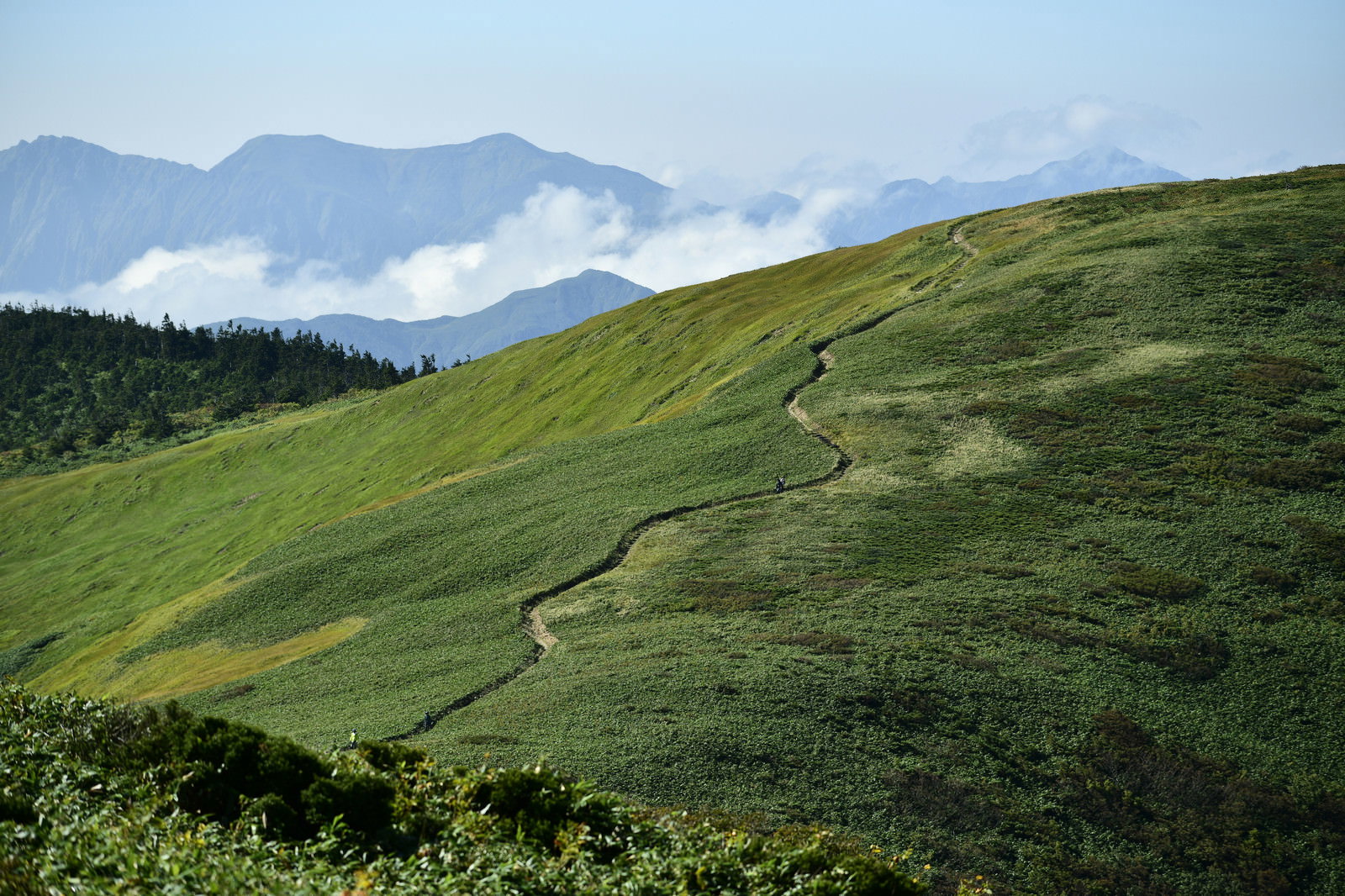 笹原に囲まれた巻機山の登山道、遠景に山々の稜線が見える高原風景