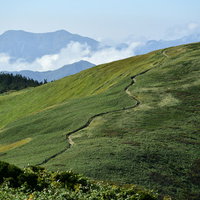 笹に包まれた巻機山の穏やかな登山道を行く新潟の高原ハイキングの写真