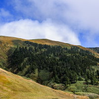 秋の巻機山、黄金色の草紅葉と深緑の針葉樹が広がる山肌の写真