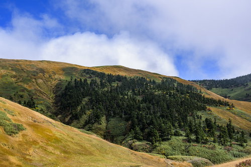 秋の巻機山、黄金色の草紅葉と深緑の針葉樹が広がる山肌