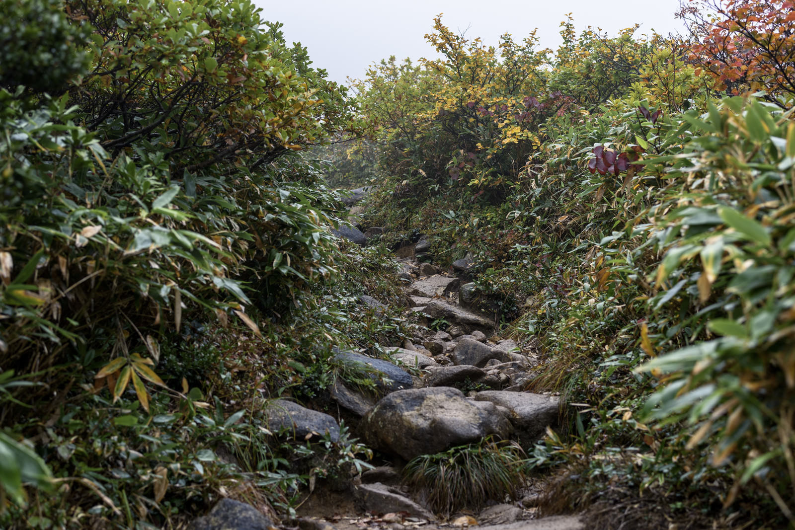 雨に濡れて暗い色合いになった巻機山の登山道を森林の中から撮影