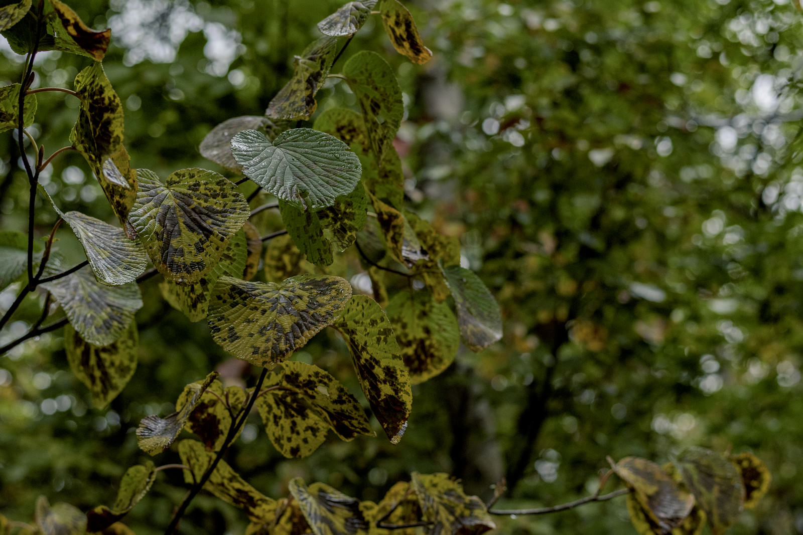 雨粒で濡れた緑の葉っぱのまだら模様が映る自然の写真
