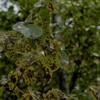 雨に濡れる巻機山の緑の葉に映るまだら模様の写真