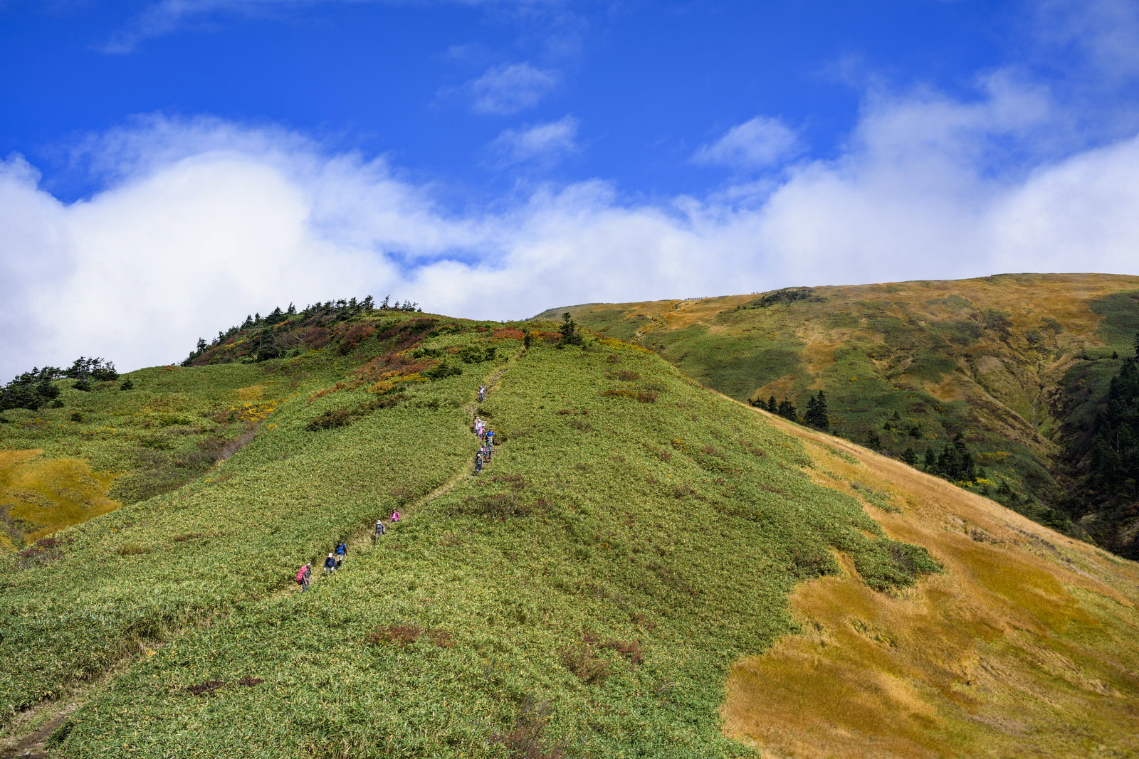 青空と雲の下、緑の草原に続く巻機山山頂への登山道