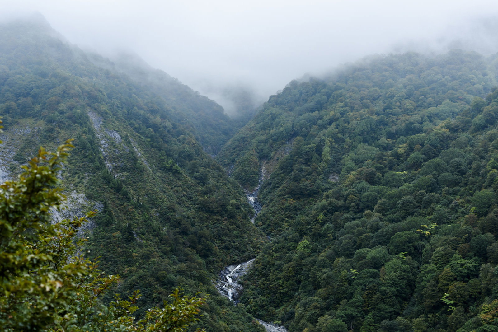 霧に包まれた緑豊かな山間部を流れる巻機山ヌクビ沢の風景