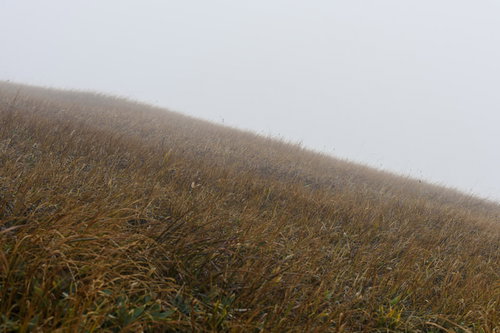 霧に包まれた草紅葉の巻機山、視界不良のガスの中に茶色く色づく秋山