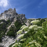 白馬岳の天狗菱と高山植物が彩る岩峰・北アルプスの絶景の写真