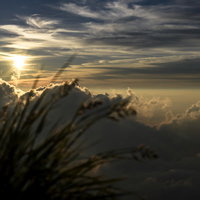 白馬岳の夕日と山野草が彩る登山道の風景の写真