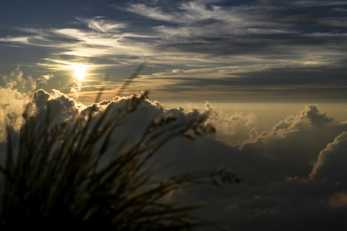 白馬岳の夕日と山野草が彩る登山道の風景