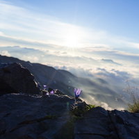 白馬岳の岩場に咲くチシマギキョウと昇る朝日の写真