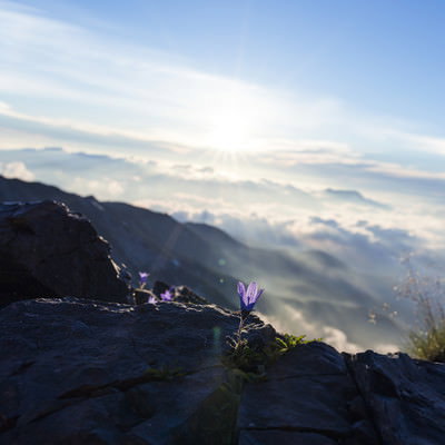 白馬岳の岩場に咲くチシマギキョウと昇る朝日の写真