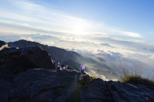 白馬岳の岩場に咲くチシマギキョウと昇る朝日