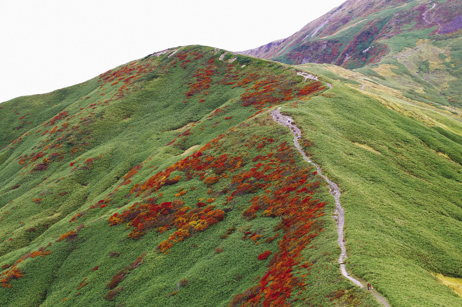 緑の笹の斜面に赤いナナカマドの紅葉が点在し、月山の稜線へと続く登山道