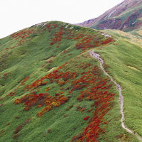 笹の斜面を彩る紅葉が続く月山の登山道と秋の稜線の写真