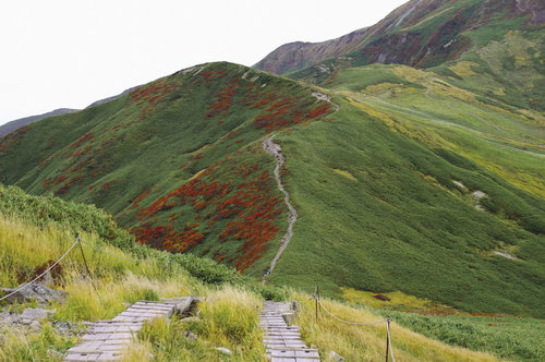 紅葉のナナカマドが待つ登山道へと続く道