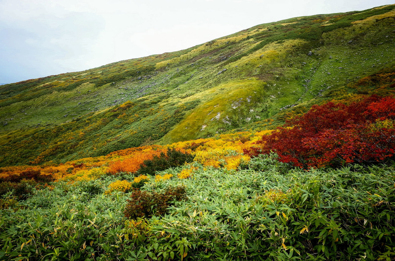 赤と黄色の紅葉が斜面を彩る姥ヶ岳中腹の自然風景
