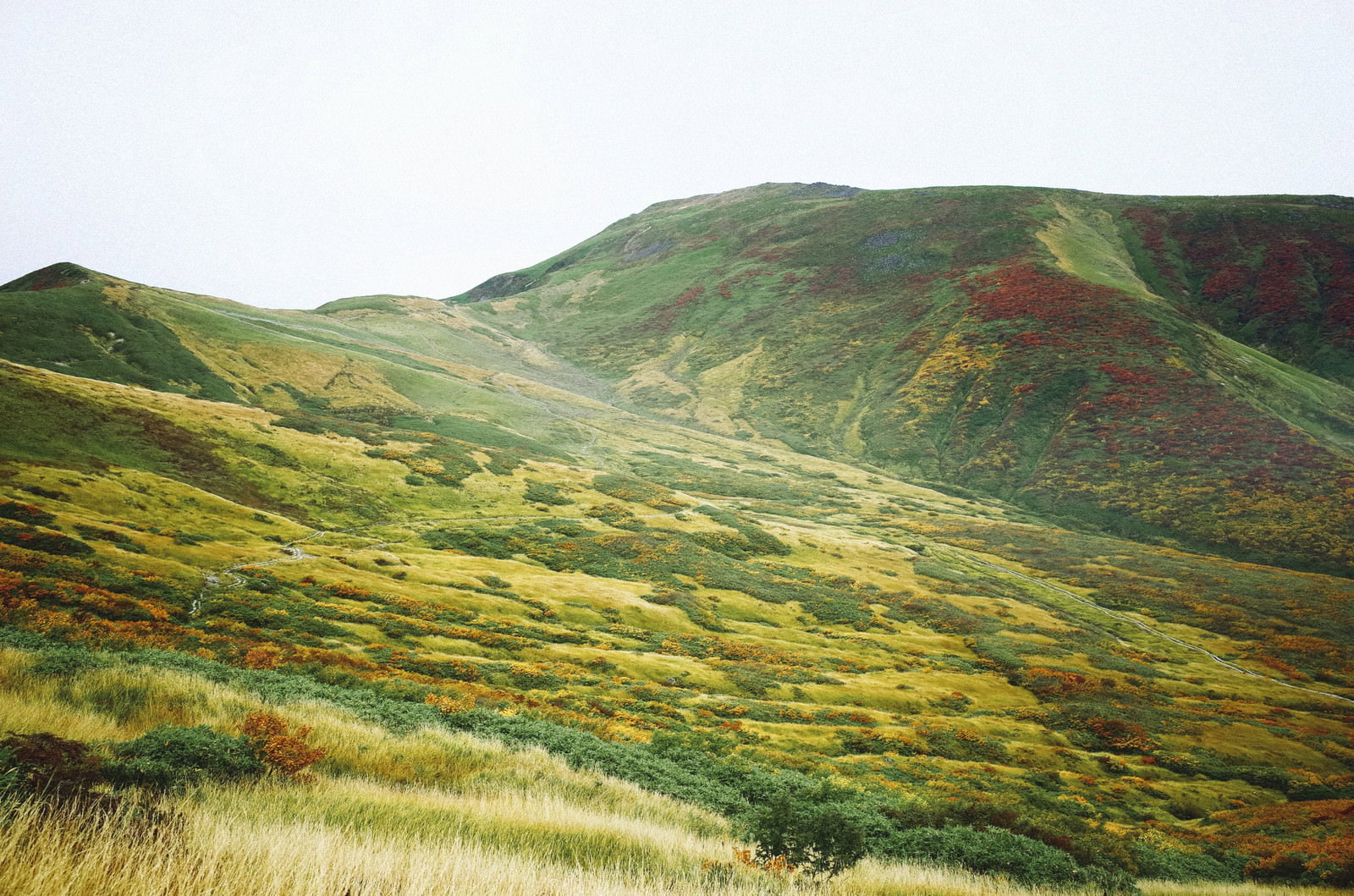 草紅葉で金色に染まった月山中腹のなだらかな山肌と山並み