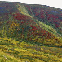 見事に色づいた秋の月山の山肌、赤や黄色に染まった斜面の写真